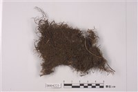 藏品(小葉鞭蘚)的圖片